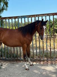 Puledra paint/quarter horse