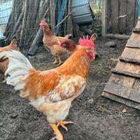 Galline uova e carne pesanti