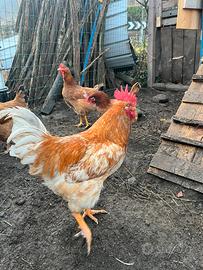 Galline uova e carne pesanti