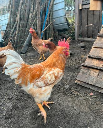 Galline uova e carne pesanti