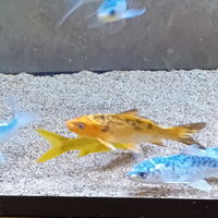 Pesci rossi,carpe koi