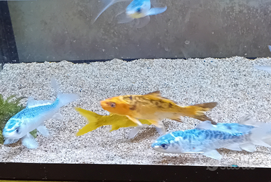 Pesci rossi,carpe koi