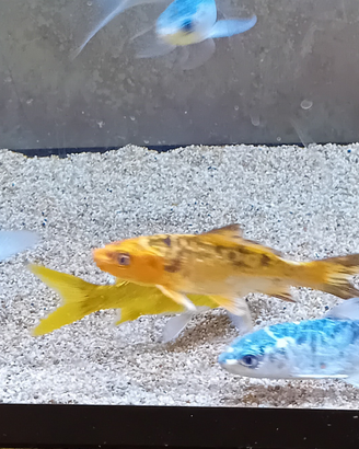 Pesci rossi,carpe koi