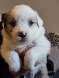 Cuccioli di Pastore Australiano
