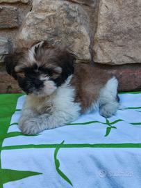 Shon cucciolo di shih tzu 