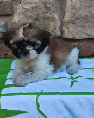 Shon cucciolo di shih tzu 