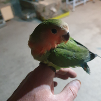 Inseparabili allevati a mano