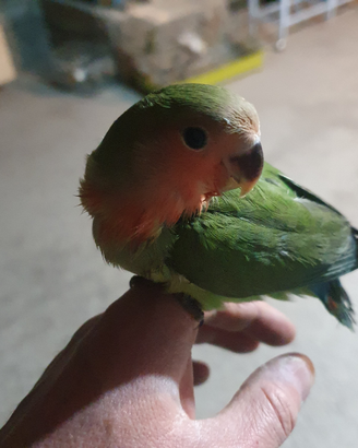 Inseparabili allevati a mano