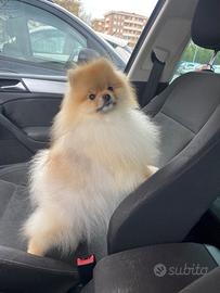 Cucciolo di Pomerania