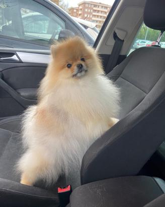 Cucciolo di Pomerania
