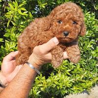 Cuccioli barboncini toy M e f