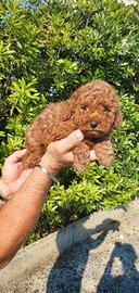 Cuccioli barboncini toy M e f