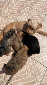 Cucciola