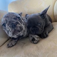 Bulldog Francese