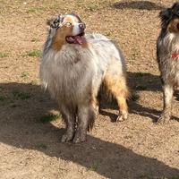 Australian shepherd pastore australiano monte