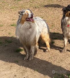 Australian shepherd pastore australiano monte