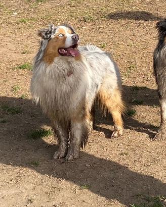 Australian shepherd pastore australiano monte