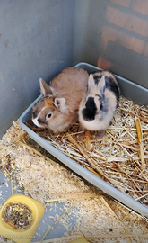 Coppia coniglietti nani