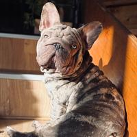 Rarissime bulldog francese big rope velvet