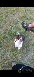 Springer spaniel