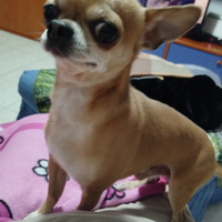 Chihuahua blue fawn toys mediterraneo