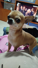 Chihuahua blue fawn toys mediterraneo