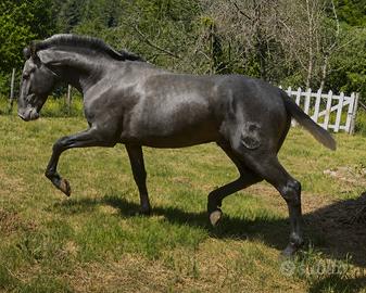 Cavallo spagnolo