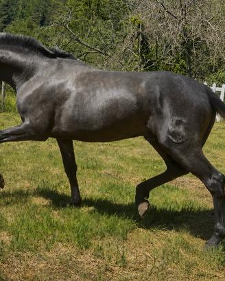 Cavallo spagnolo