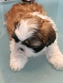 Shih tzu