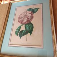 TRE QUADRI CROMOLITOFRAFIE ORIGINALI CAMELIE 1860