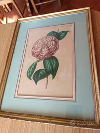 TRE QUADRI CROMOLITOFRAFIE ORIGINALI CAMELIE 1860