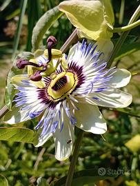 Passiflora, pianta e  semi...