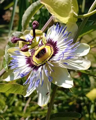 Passiflora, pianta e  semi...