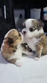 Cuccioli di Chiuhuahua a pelo lungo