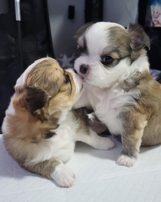 Cuccioli di Chiuhuahua a pelo lungo