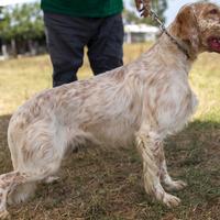 Setter caccia e gare