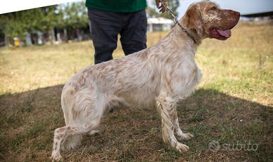 Setter caccia e gare