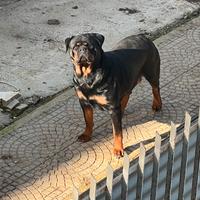 Rottweiler