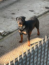 Rottweiler