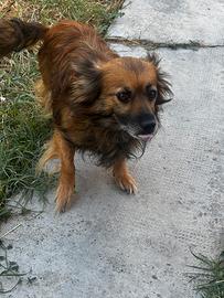 Chiwawa a pelo lungo