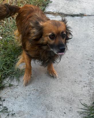 Chiwawa a pelo lungo