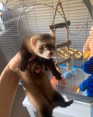 Furetto