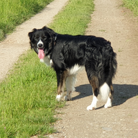 Border Collie