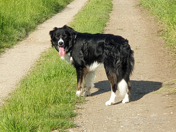 Border Collie