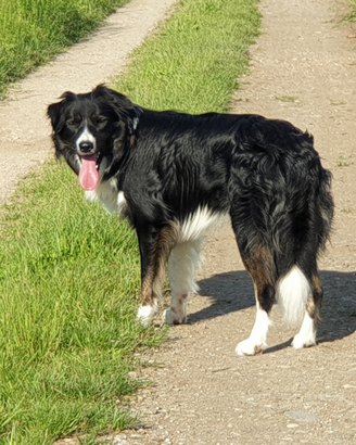 Border Collie