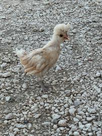Pulcini Padovana Camoscio Orlo Bianco