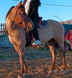 Castrone Quarter Horse