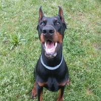 Monta dobermann