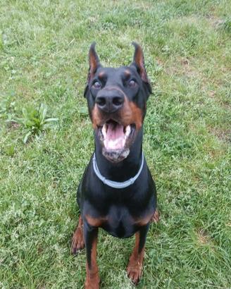 Monta dobermann