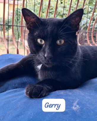 Gatto nero